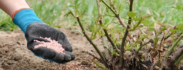 5 rožu kopšanas noslēpumi pēc ziemas