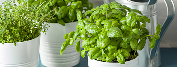 Aromātiska garšviela uz palodzes: bazilika audzēšana podiņā