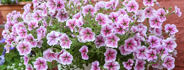 Atklājiet balkona puķu burvību: no sējas līdz ziedēšanai