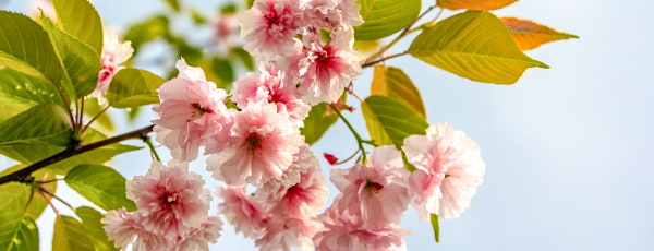 Atklājiet japāņu ķiršu koka burvību: kā kopt šo augu, lai baudītu tā bagātīgo ziedēšanu?