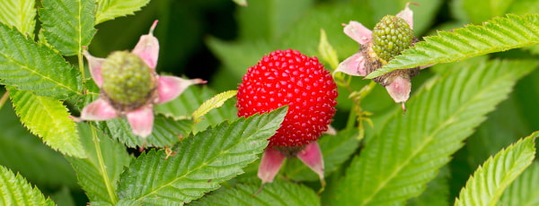 Aveņu- zemeņu: pārskats par dārza retumiem