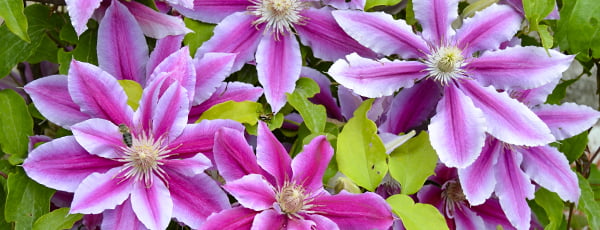 Clematis ceļvedis: no stādīšanas līdz sulīgam ziedēšanai