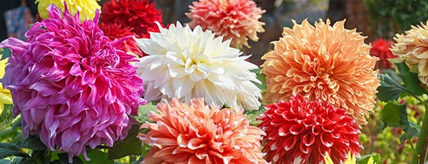 Daudzgadīgi ziedi, kas zied stādīšanas gadā