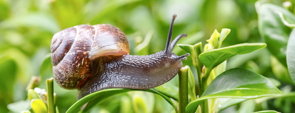 Kā atbaidīt gliemežus ar dabīgiem līdzekļiem?