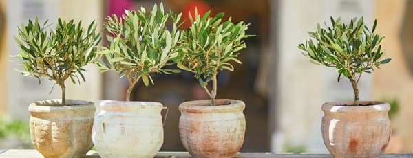 Kā audzēt olīvkoku: kopšanas principi mājās un dārzā