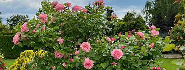 Kā izveidot savu rožu dārzu un pareizi to kopt?