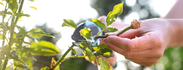 Kā kopt rozes pēc ziedēšanas?