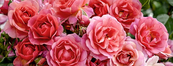 Kā pareizi kopt Kordes rožu šķirnes