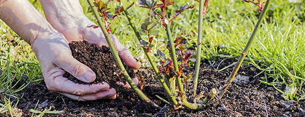 Kā stādīt rozes zemē - instrukcijas