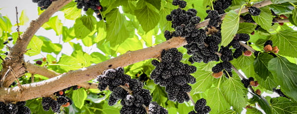 Kāpēc stādīt zīdkoka ogas: ieguvumi, skaistums un lieliska garša