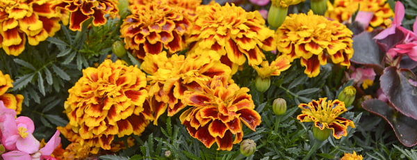 Kliņģerītes - dārznieka sabiedrotie cīņā pret kaitēkļiem