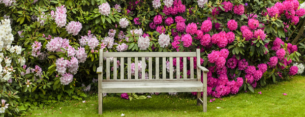 Ko stādīt blakus rododendram?