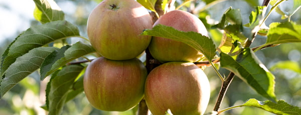 Kolonnveida ābeles: kompakts augļu dārzs ar bagātīgu ražu
