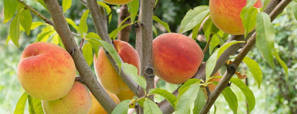 Kolonveidīgi augļu koki - atradums mazam dārzam!