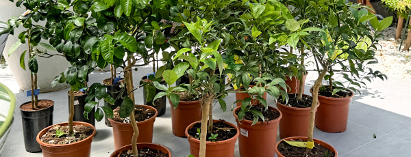 Kolonveidīgi koki konteinerā: kā izaudzēt mini dārzu?