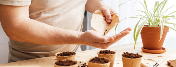 Lavandas audzēšana podiņā no sējas līdz pieaugušam krūmam