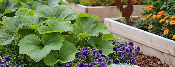 Maija sējas plāns: detalizēts dārzeņu un ziedu saraksts