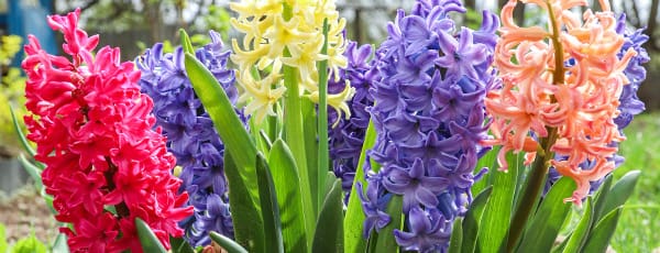 Maijs dārzā: ko maijā darīt dārzā un augļu dārzā?