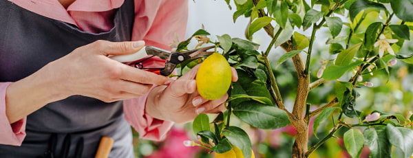 Mājas apstākļos gatavots citrons - vitamīnu avots un atsvaidzinoša garša