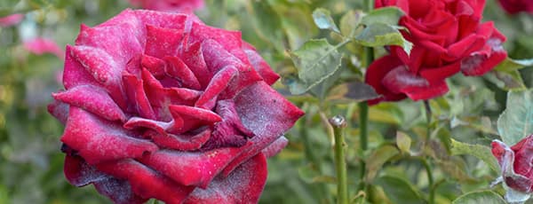 Miltrasa uz rozēm - kā glābt augus?