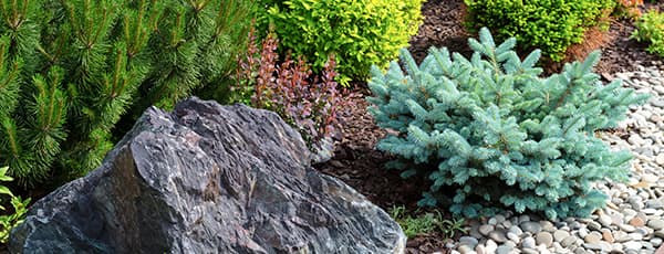 Mūžzaļais skaistums: skujkoki alpīnajiem akmensdārziem