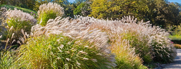 Pampasa zāle - stādīšanas instrukcija