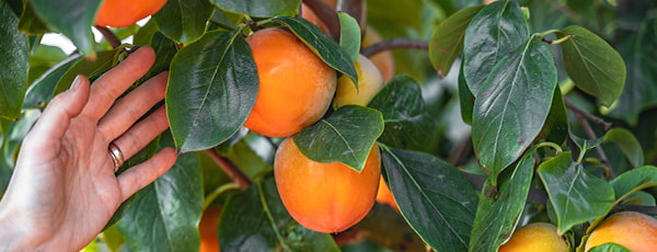 Persimons no stādīšanas līdz ražai - veiksmīgas audzēšanas noslēpumi