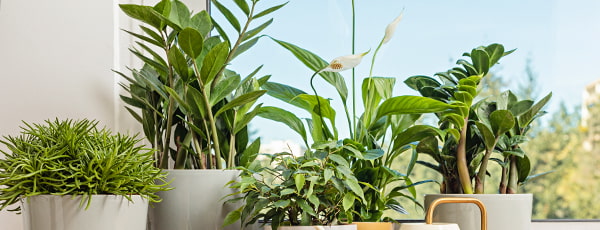 Plaukstoša dolāru koka noslēpumi