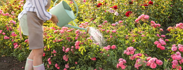 Rožu kopšana vasarā: nepārtrauktas ziedēšanas noslēpumi