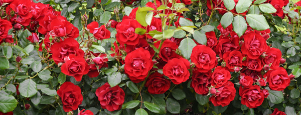 Rožu pavasara kopšana