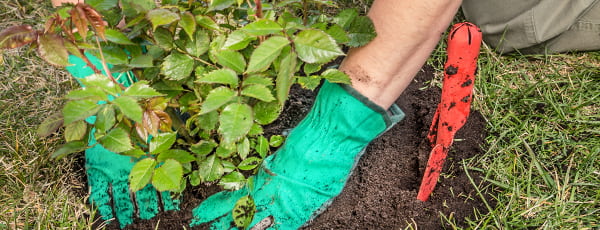 Rudens rožu stādīšanas priekšrocības un iezīmes