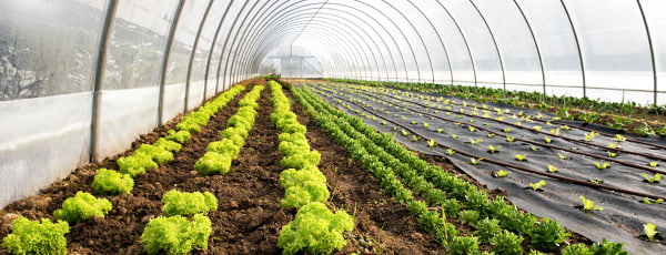 Siltumnīca pirms stādīšanas pavasarī - sagatavošana