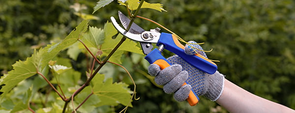 Soli pa solim: vīnogulāju stādīšanas noteikumi pavasarī