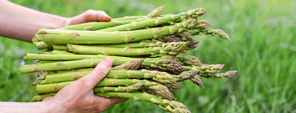 Sparģeļu audzēšana - viss, kas jums jāzina