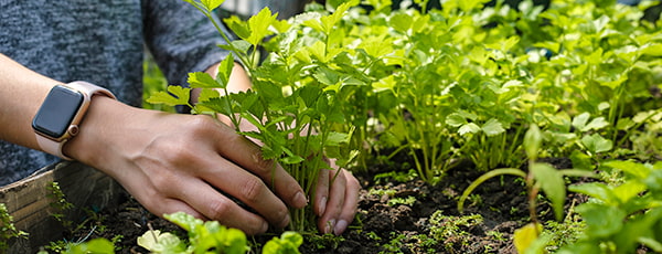 TOP 10 dārzeņi, kurus var audzēt pat iesācējs dārznieks