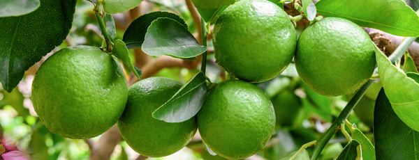 Trīs izmēģināti un pārbaudīti veidi, kā audzēt laimus uz palodzes