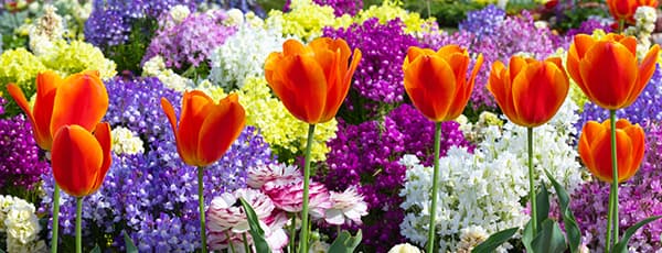 Tulpju un narcišu ziedu kompozīcijas