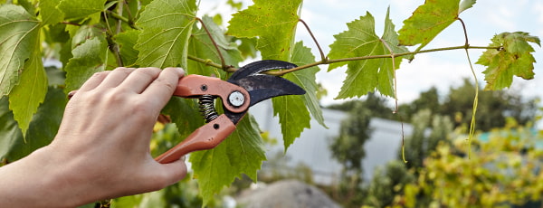 Vīnogulāji: rudens apgriešanas un ziemas seguma noslēpumi