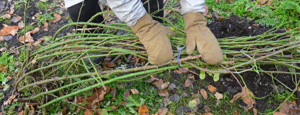 Ziemas pasaka par rozēm: ar ko apklāt krūmus, lai tie nenomaltu?