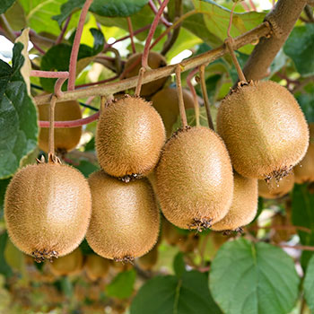 Aktinīdija