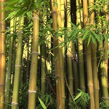 Bambuss
