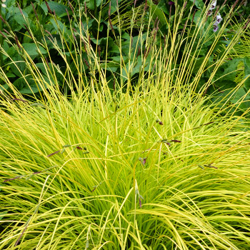 Carex