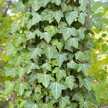 Efeja