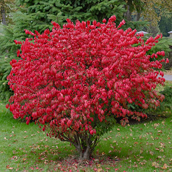 Euonymus