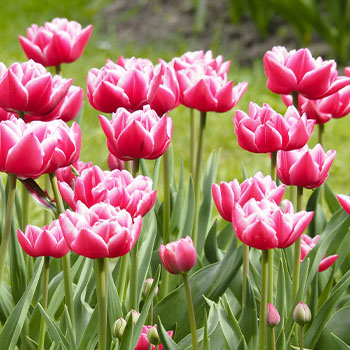 Frotē tulpe