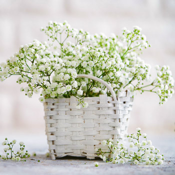 Ģipsenes Gypsophila