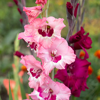 Gofrēta gladiola