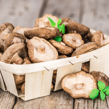 Japāņu šitaki (Shiitake)