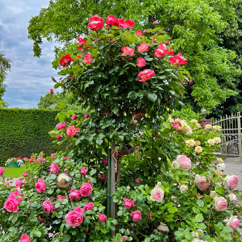 Floribunda roze