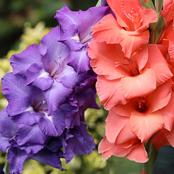 Lielziedu gladiola